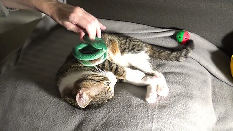 Cat not Afraid of Snakes