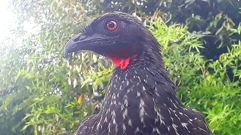 JACU CRIAÇÃO DE JACU