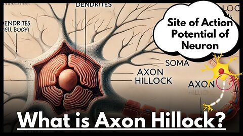 Axon Hillock Explained: Structure, Function, and Role in Action Potentials | Novice Medic