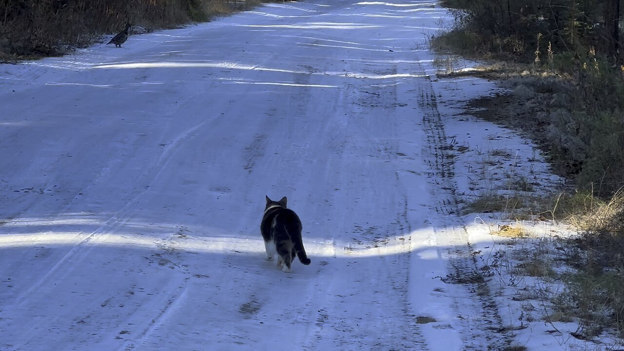 Wonder the cat stalking bird