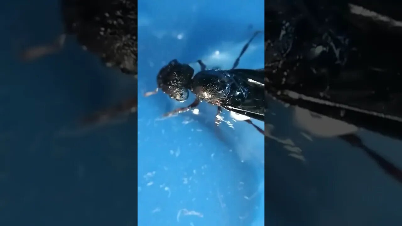 Wooden Black Wasp at Apexel Microscope Lens
