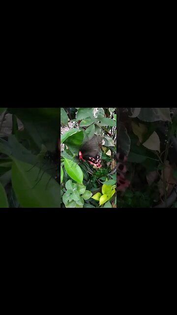 Witness Nature's Miracle: A Giant Butterfly Discovered in the Philippines! Butterfly in Philippines