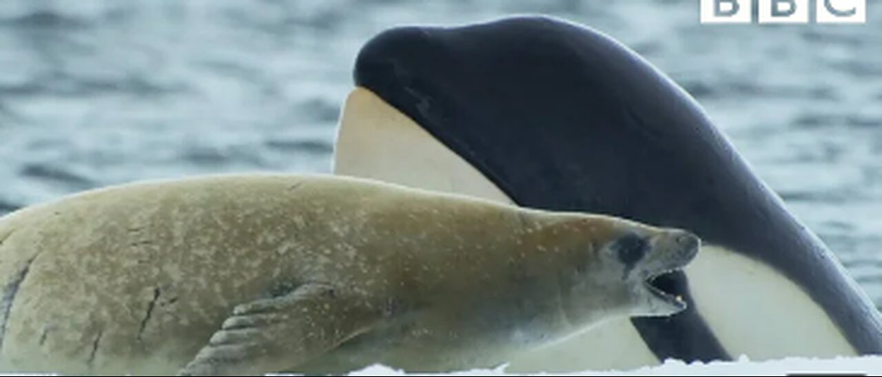 Killer whales fascinating creatures with remarkable intelligence