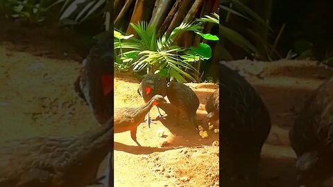 Jacu e seus filhotes com fome em busca de comida