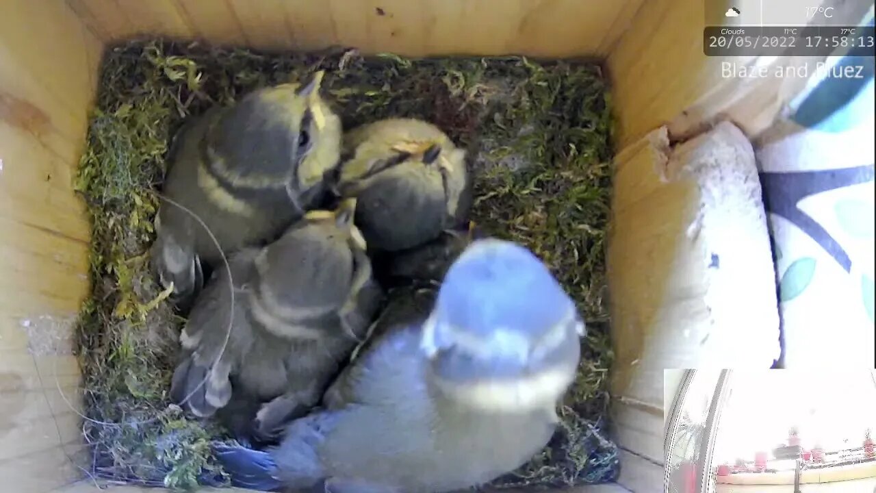 Blue Tit Chick Flutters into Camera