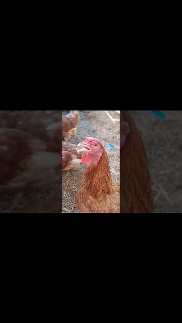 My #chickens and #blueheeler #australiancattledog subscribe for more #gardening #urbanfarming