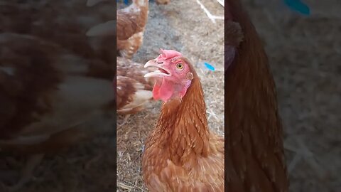 My #chickens and #blueheeler #australiancattledog subscribe for more #gardening #urbanfarming