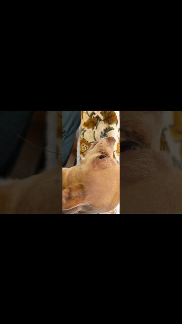 Chibi wants cheese #shorts