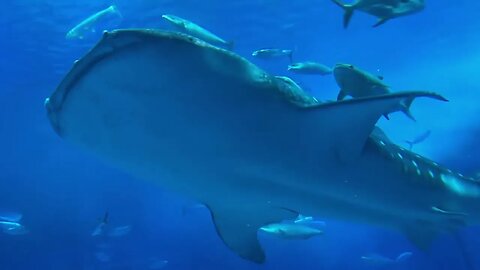 Friendly Shark and Shipwreck