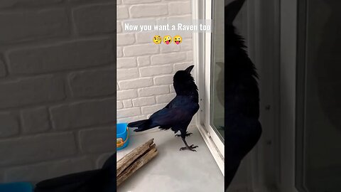 Hola 🧐🤪😜👋 you want a Raven too #2023 #funny #birds #raven #shorts