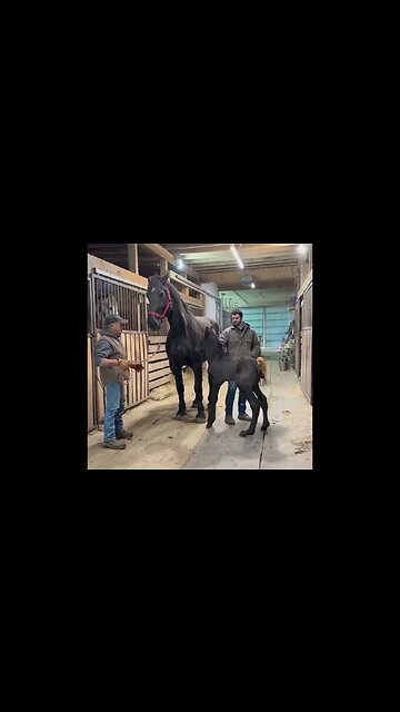 Gorgeous Mama & her adorable colt