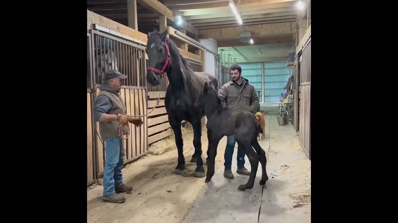 Gorgeous Mama & her adorable colt