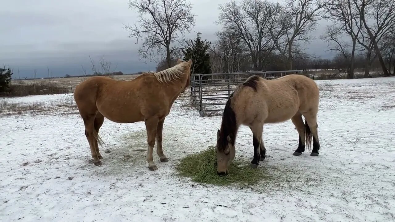 Winter Horse Feeding During Texas Global Warming Ice Storm - :)