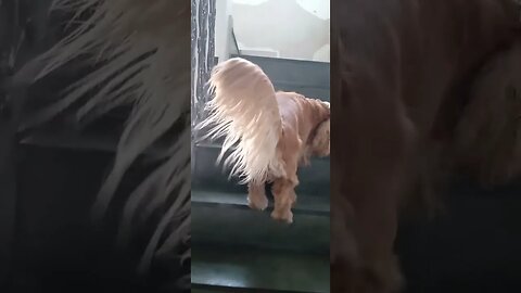 #dogshow , #animals , #dogs , #shorts