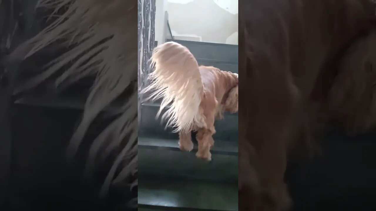 #dogshow , #animals , #dogs , #shorts