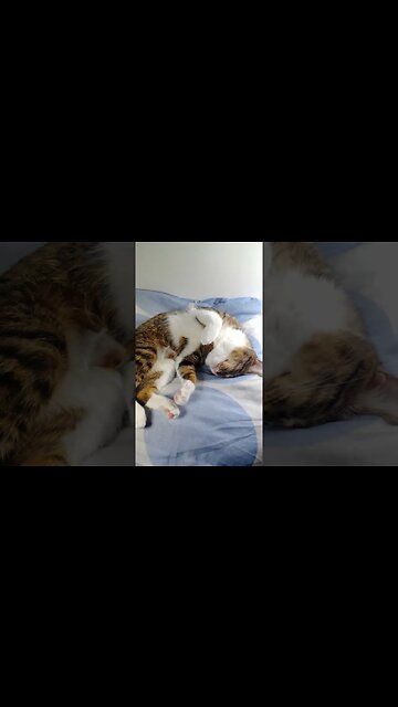 Cat Sleeps on His Head #shorts