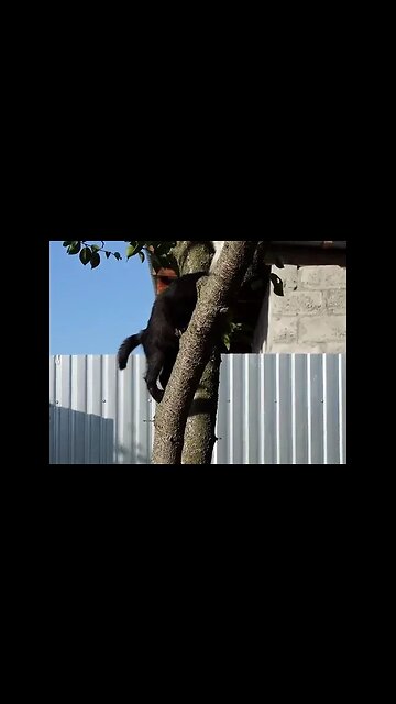 Учим котят убегать от опасности