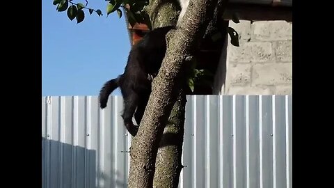 Учим котят убегать от опасности