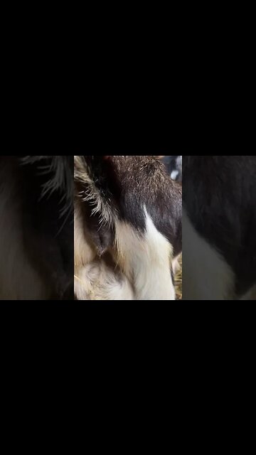 Signs that your doe (goat) is in labor #nigeriandwarf #farmlife