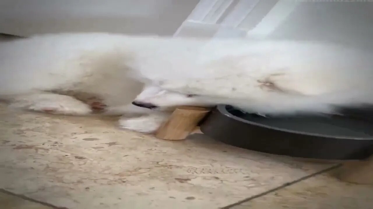 Adorable puppy literally falls asleep in water bowl