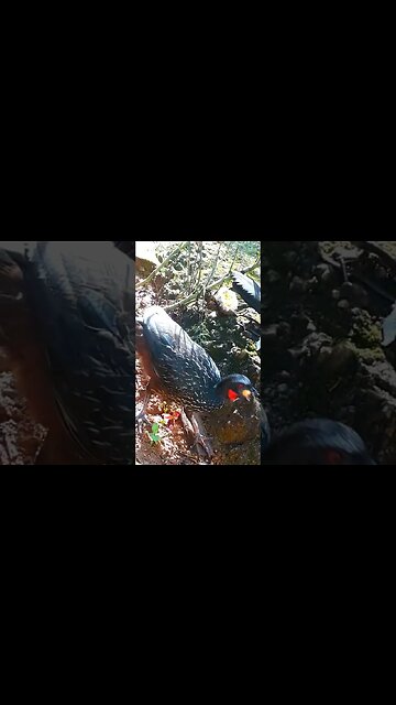 Jacu e seus filhotes com fome em busca de comida