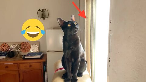 Cute Kitty Hunting A Fly But He Cannot Find It 😹