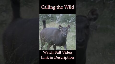 Calling the Wild