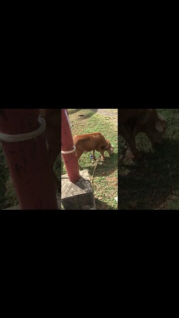 Very efficient farm animal