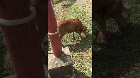 Very efficient farm animal