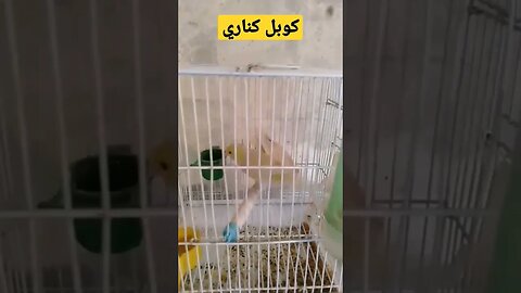 مسابقة أحسن كوبل كناري روعة