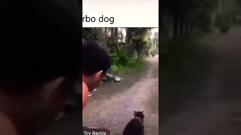 "get a dog not a bike 😂🥹 #shorts #viral #subscribe #funny #animals