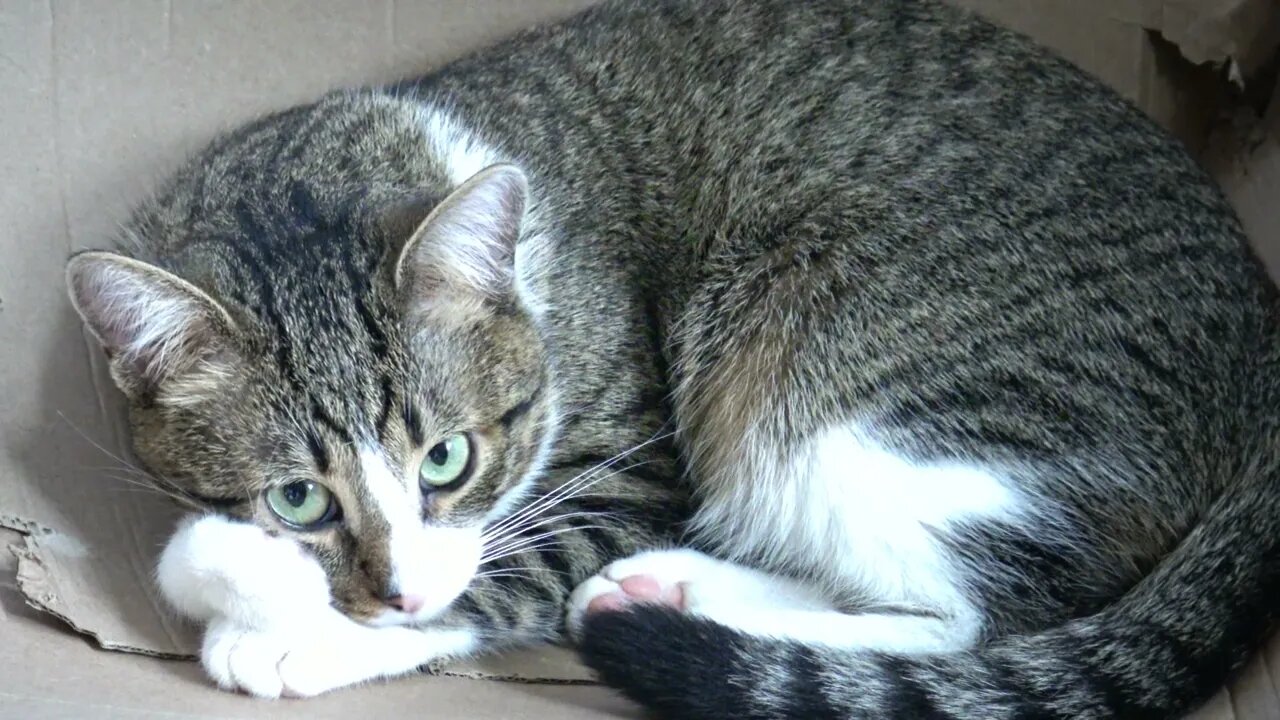 Quiet Little Cat Sleeps on a Box