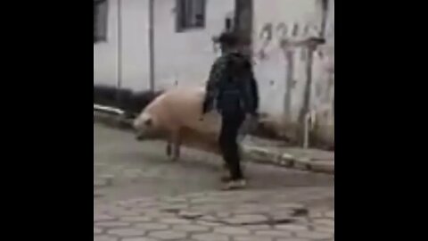 Initial D Meme, Pig Edition (I Wanna Dance) #shorts