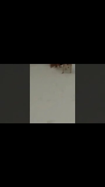 Maple Does This Everytime Ruckus Uses The Bathroom #cute #doggo #dog #shepsky #shorts