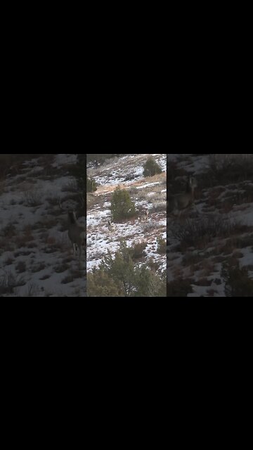 Awesome Montana Mule buck #deer #deerhunting #biology #shorts