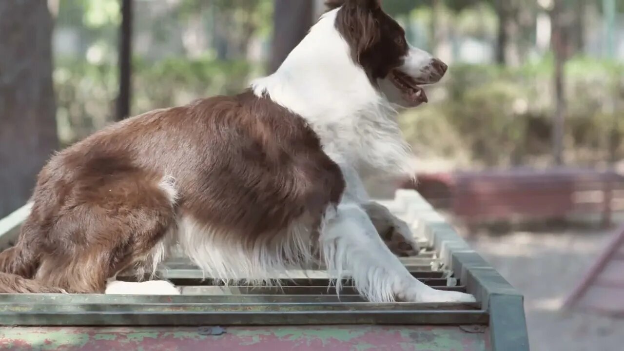 A dog in the park