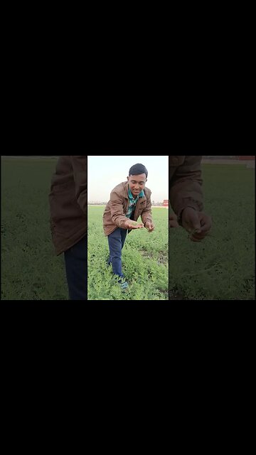 Bengal Gram Farming, Chane Ke Khet Me, Chane Ka Saag #shorts #travelyatra #chanekasaag