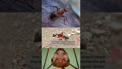 Impacts of Ants to Human Lives