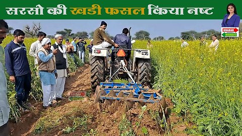 दादरी में किसानों ने सरसों की खड़ी फसल पर चला दिया ट्रैक्टर | Charkhi Dadri News Today | Badhra News