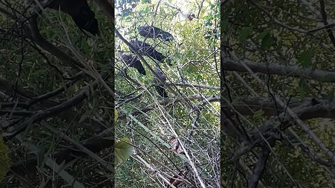 Jacu em busca de comida em cima da árvore Jacuaçu