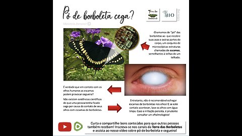 Pó de borboleta cega? Saiba em um minuto!