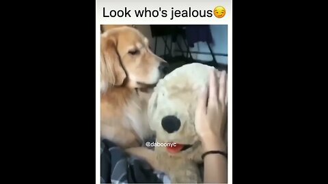 Dog getting jealous of dog doll #dog #shorts