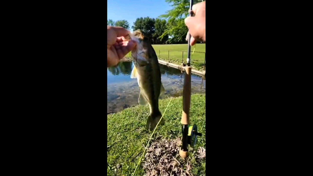 Pond Fly Fishing for Bass #bassfishing #fishing #flyfishing