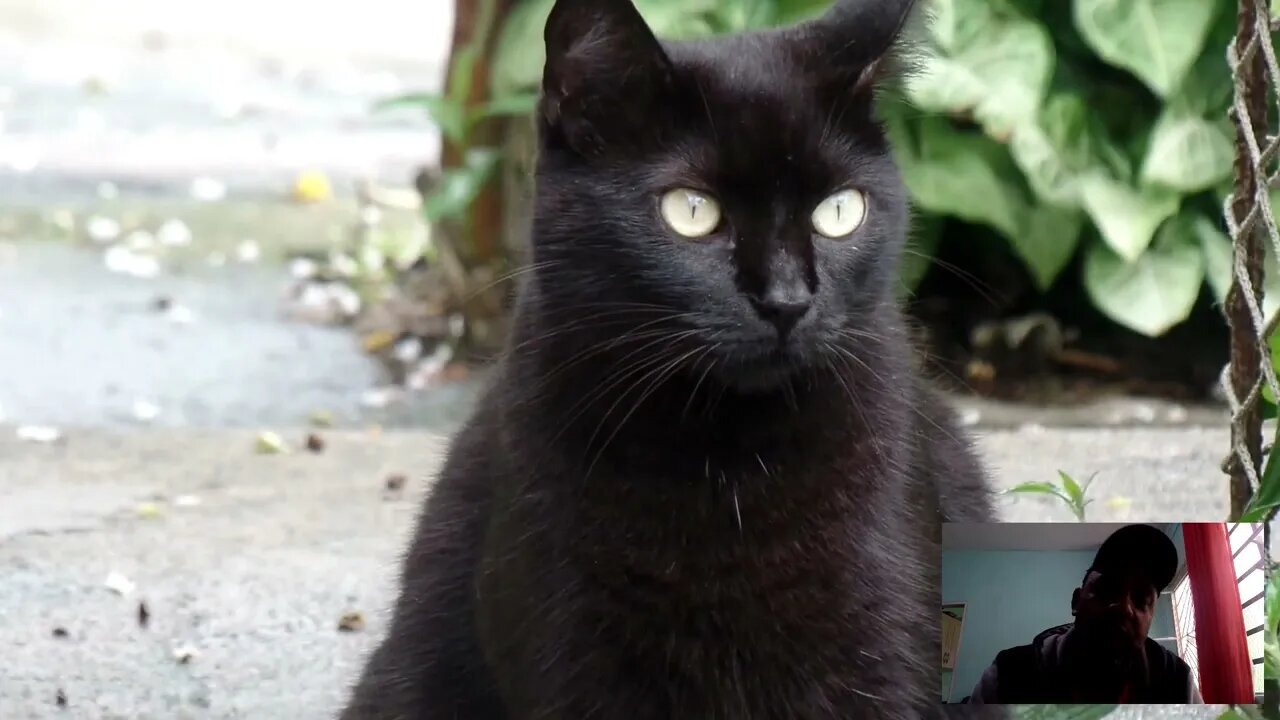 neguinha posando para o video-gata preta fazendo pose