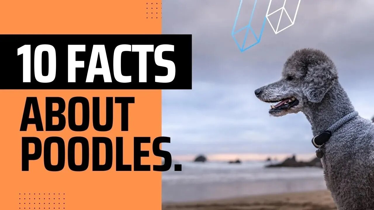 Ten interesting Fact about Poodles