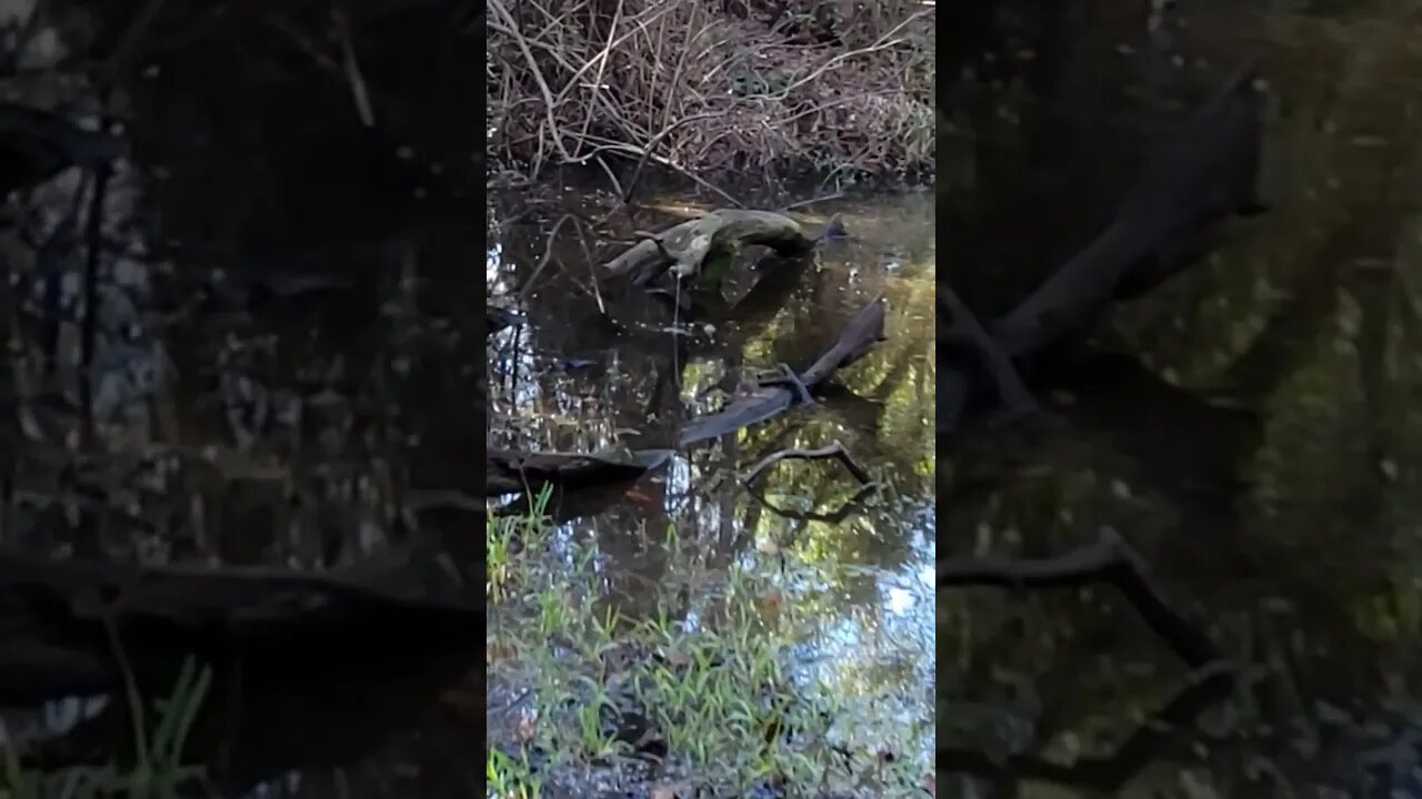 Fairy Fountain? Fountain of Youth? Won't belive what I found while hiking. What do you think it is??