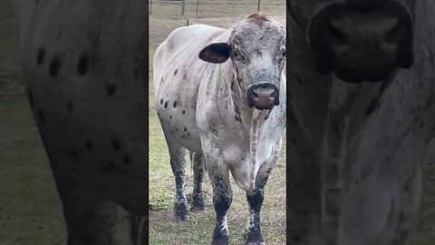 Afternoon at the ranch! #ranch #cattle #cow #pigs #pigfarmvideo #cattleranch #shorts