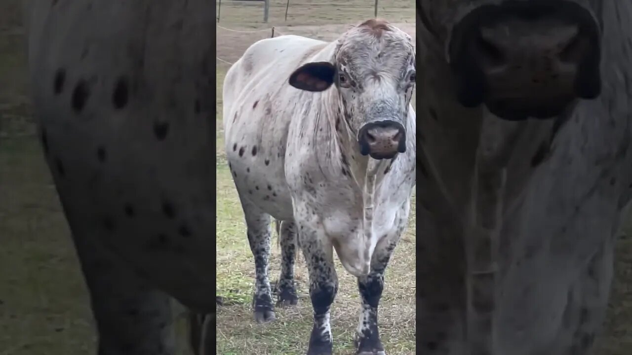 Afternoon at the ranch! #ranch #cattle #cow #pigs #pigfarmvideo #cattleranch #shorts