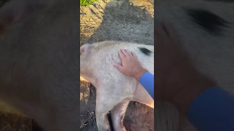 Pig Massage! #pigs #pig #pigfarmvideo #shorts #hog #hogfarming