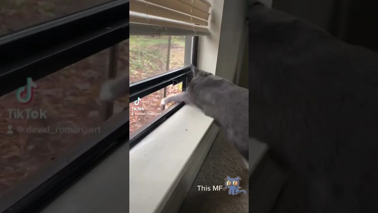 Another Cat Escape Attempt #cat #cats #fyp #catvideo